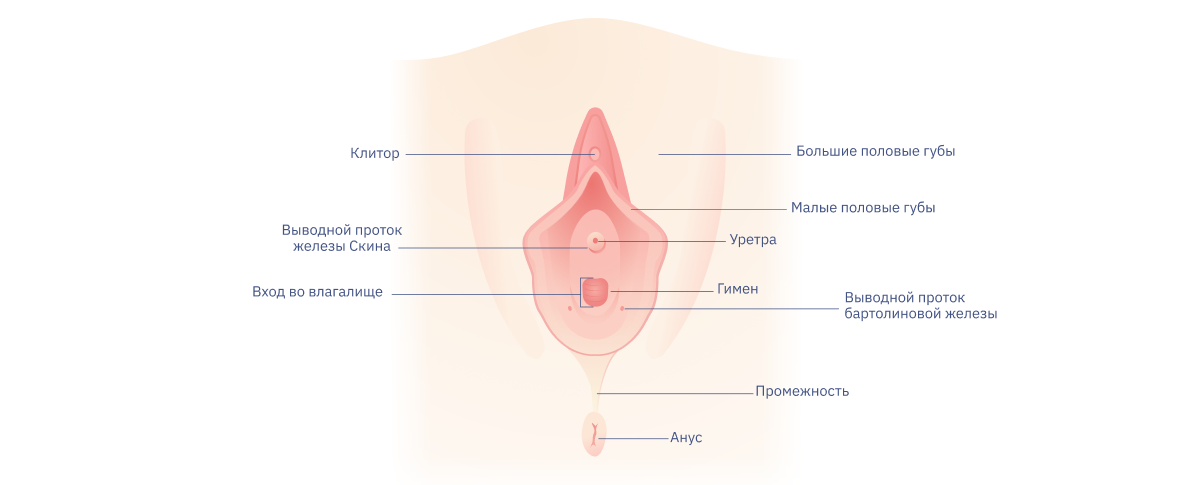 Гипертрофия половых губ