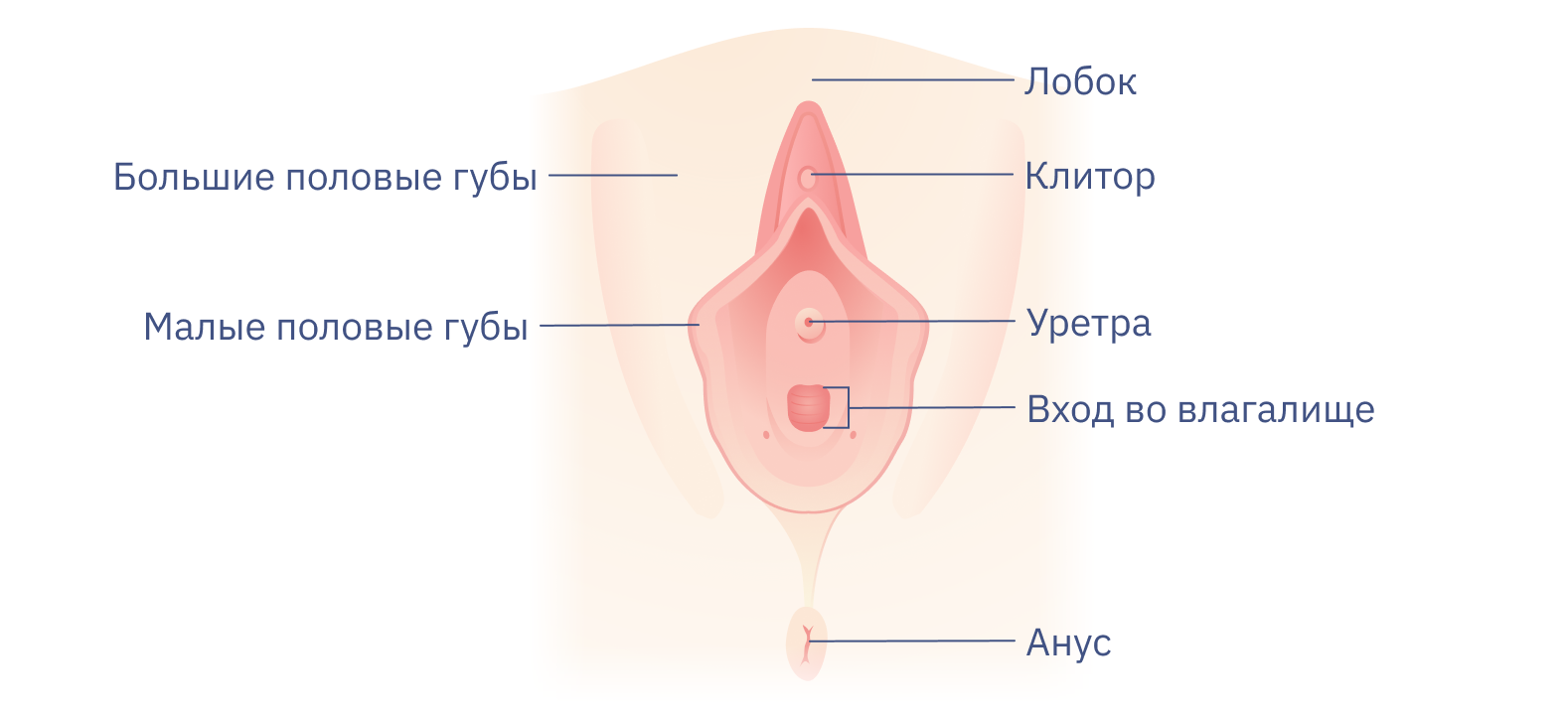 Lickбез: подробный гайд по куннилингусу | Купрум