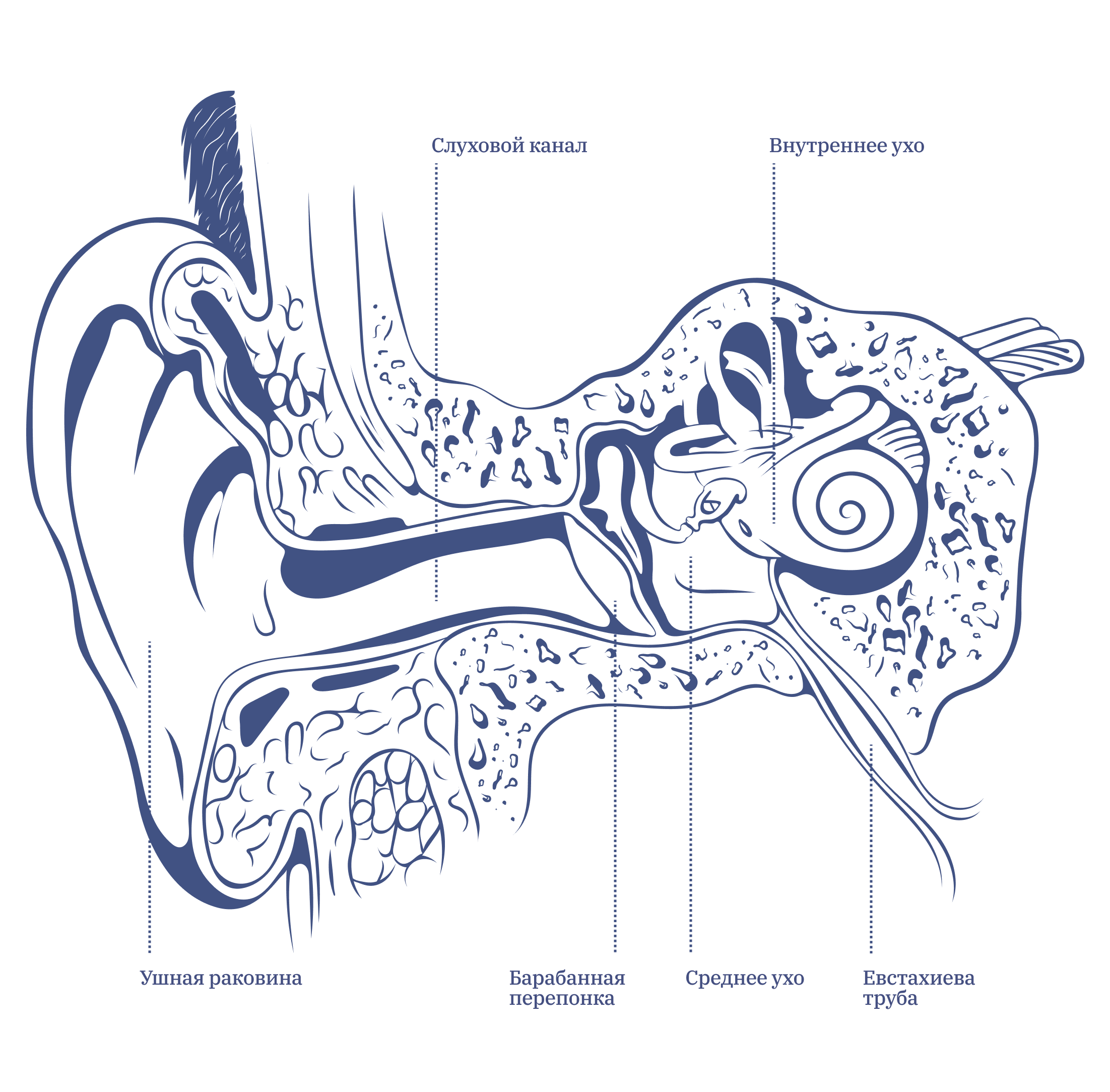 Схема ушных проходов человека. Глубокая ушная раковина. Кровоснабжение внутреннего уха.
