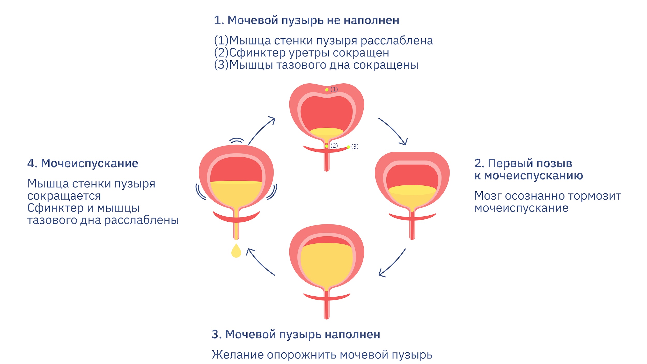 Схема лечения гиперактивного мочевого пузыря. Мочевой пузырь объем пробирки.